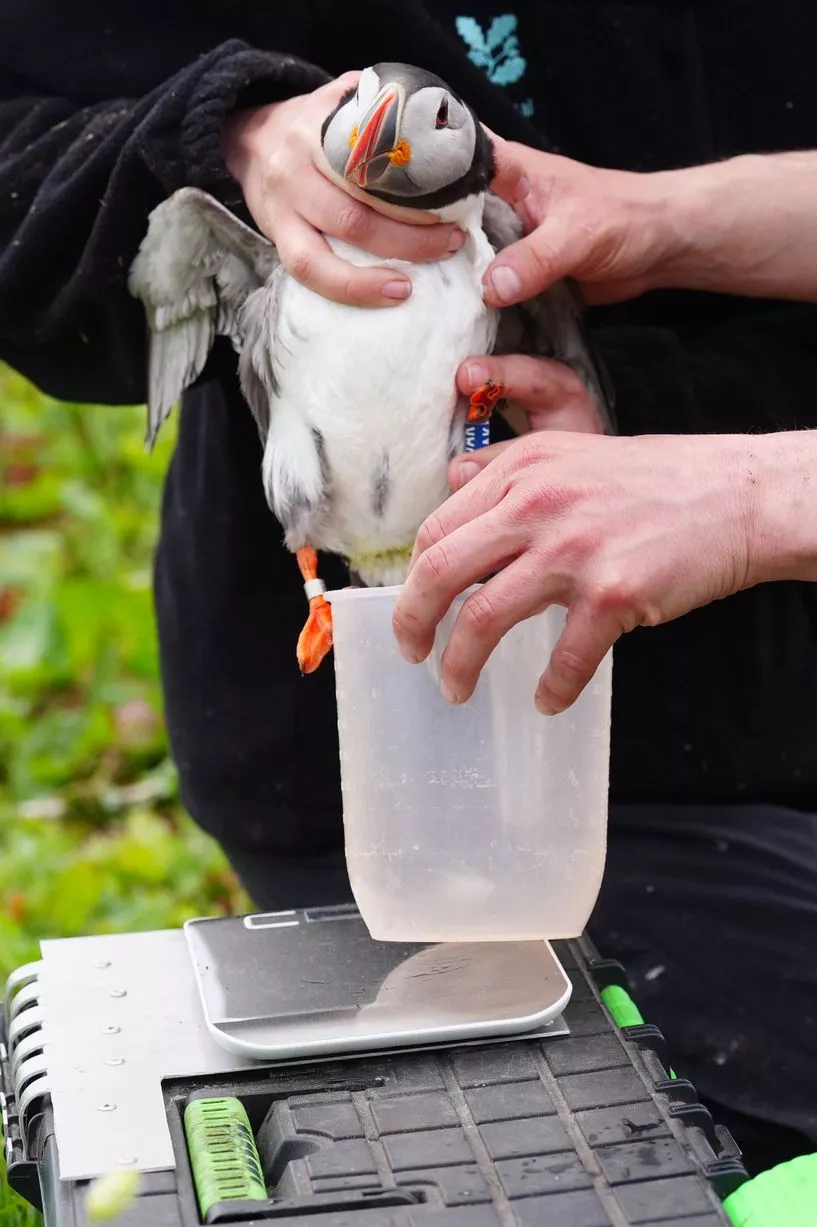 Farne Islands Puffins Photographed & Live on New Webcams