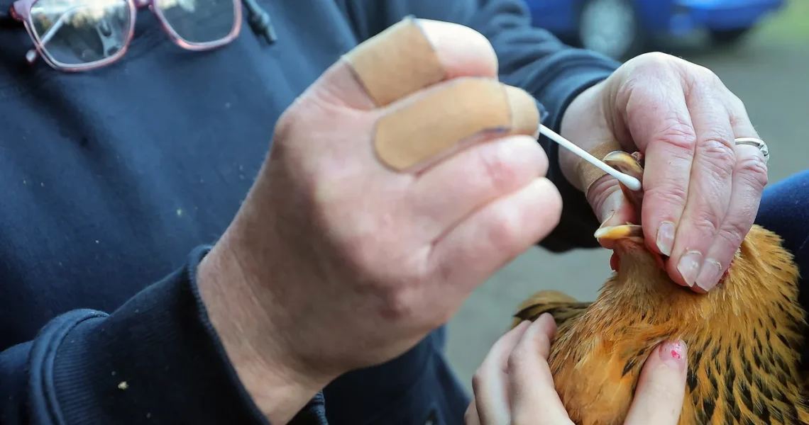 H5N1 Bird Flu Spreads: Pandemic Concerns Rise
