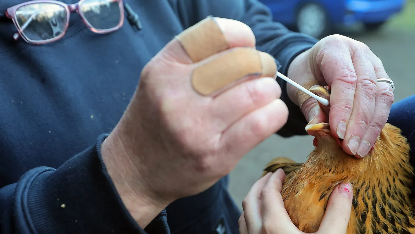 H5N1 Bird Flu Spreads: Pandemic Concerns Rise