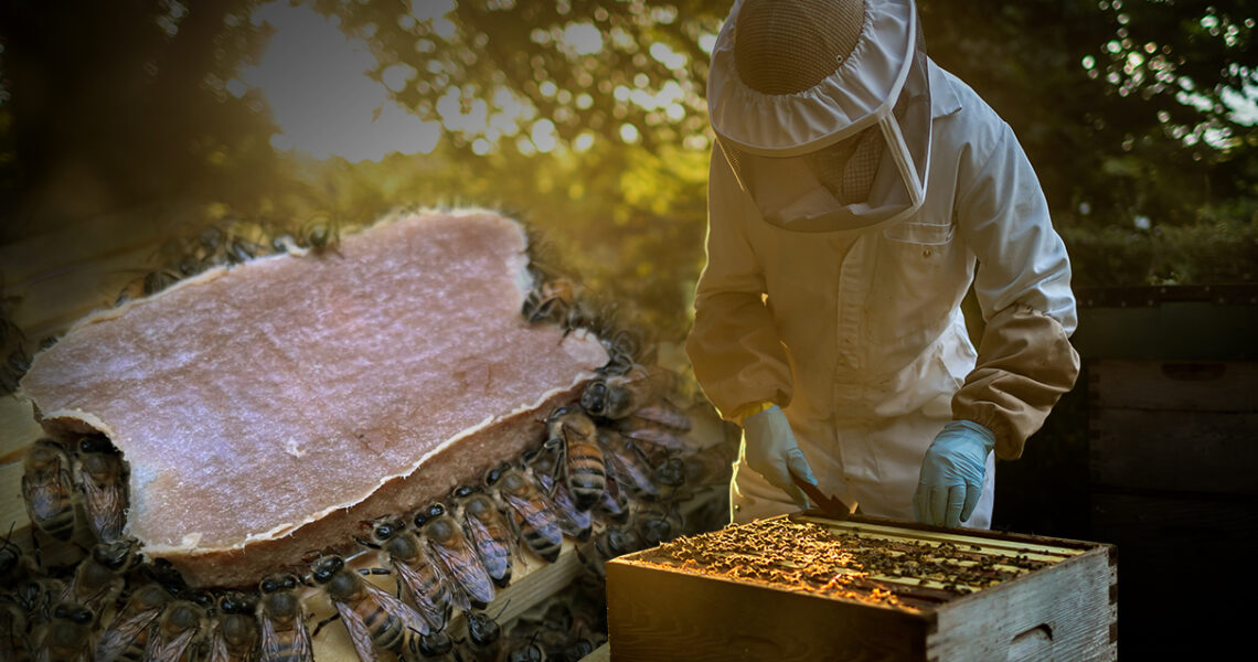 New Pollen-Replacing Food Boosts Honey Bee Health