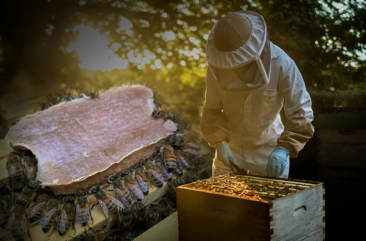 New Pollen-Replacing Food Boosts Honey Bee Health
