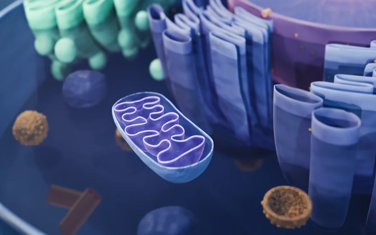 3-Parent DNA: Preventing Inherited Disease