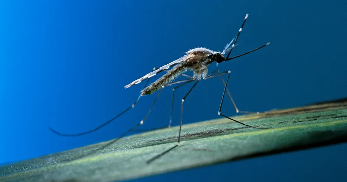 West Nile Virus Found Near Pennypack Park