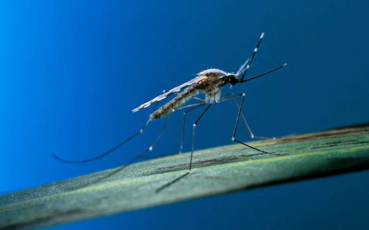 West Nile Virus Found Near Pennypack Park